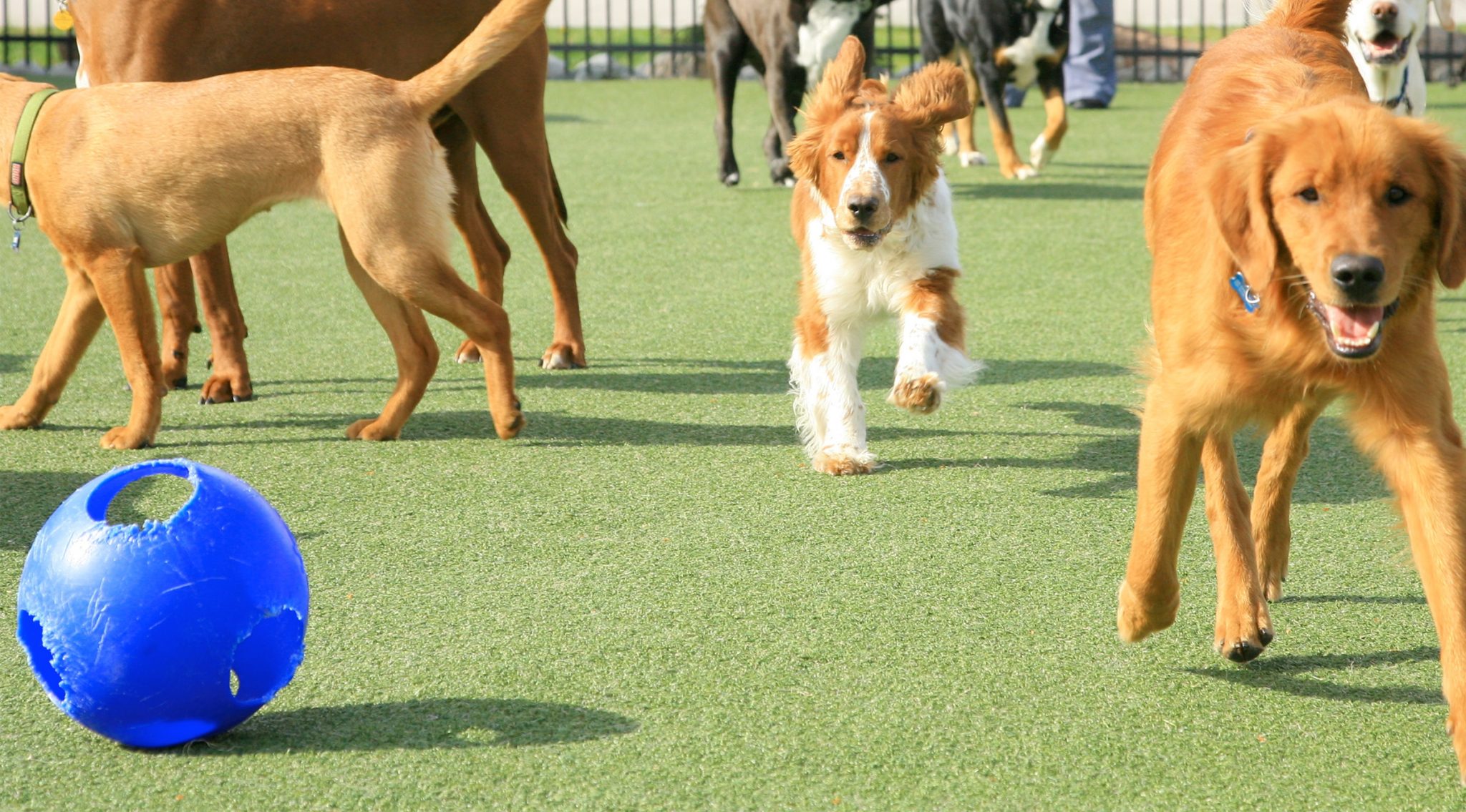 Dayhill Kennels FAQs CT Doggie Daycare Dog and Cat Boarding