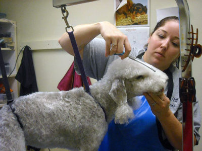 Amazing Dog Grooming Highland Park in the world Learn more here 